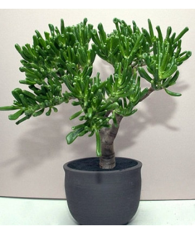 Крассула Голлум 12/25см