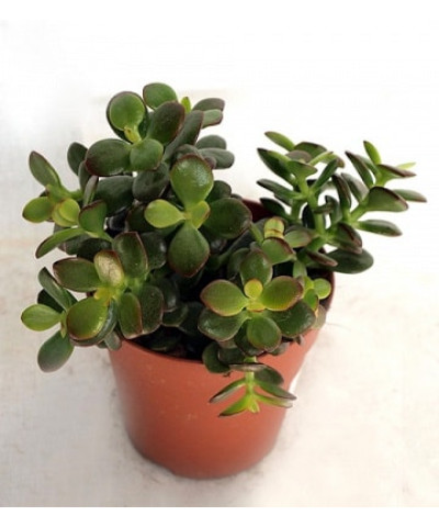Крассула Овата Минор 10/20см