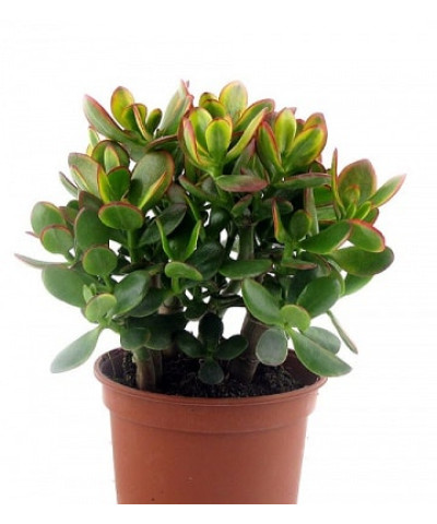 Крассула Сансет 12/20см