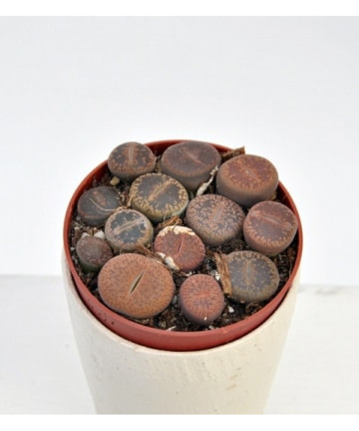 Литопс 5/5см