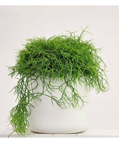 Рипсалис Кассута 12х25см