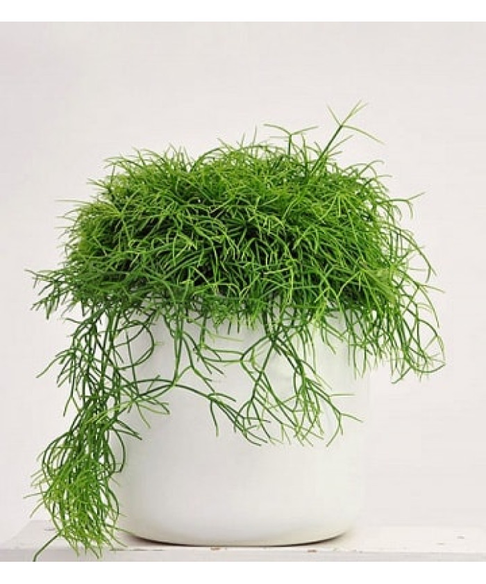 Рипсалис Кассута 12х25см