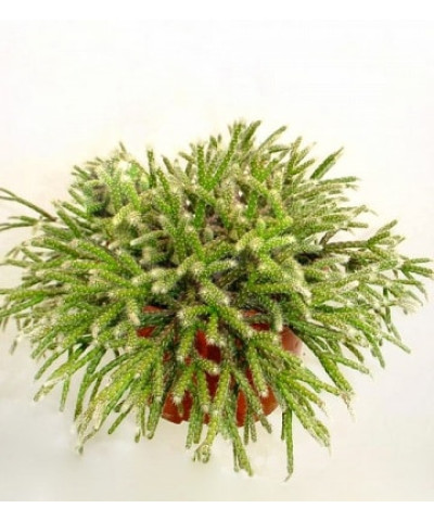 Рипсалис Пилокарпа 12х15см