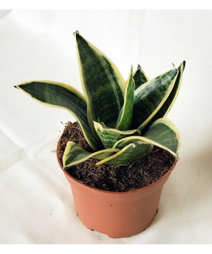 Сансевиерия Голден Хании 6/15см