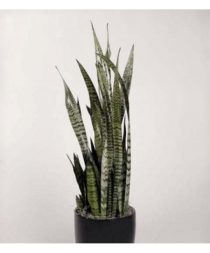 Сансевиерия Зелайника 17х65см