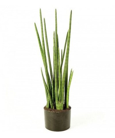 Сансевиерия Цилиндрика 17х70см