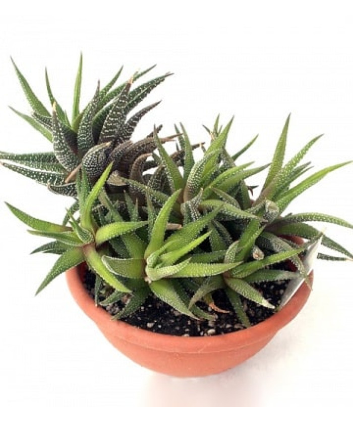 Хавортия 10/15см