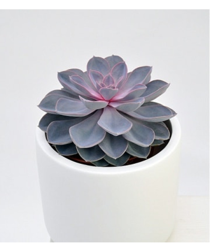 Эхеверия 9х15см