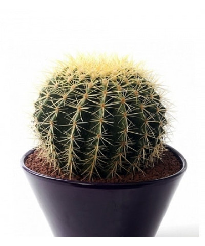 Эхинокактус Грузони 12х20см