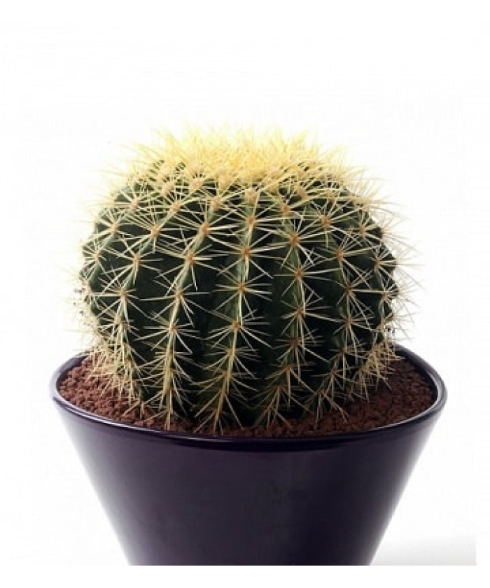 Эхинокактус Грузони 12х20см