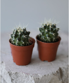 "Рикки" - Эхинокактус Грузони, в асс. (D-5,5; H-8)