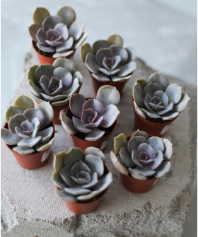 Эхеверия Микс, (D-5,5; H-8)