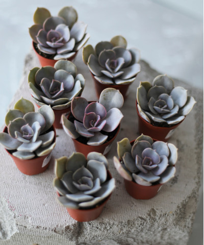 Эхеверия Микс, (D-5,5; H-8)