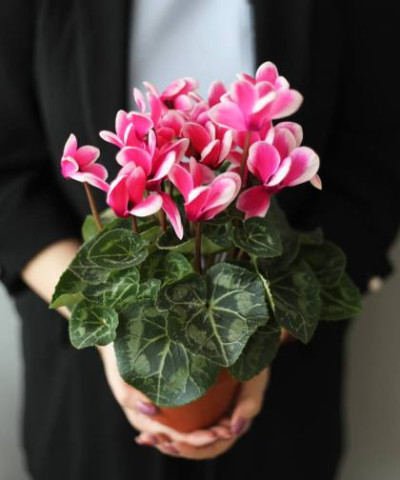 "Ребекка" - Цикламен, цвет в ассорт. d12 h27