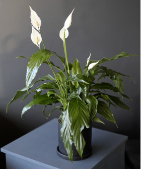 "Женское счастье" Спатифиллум d13/55