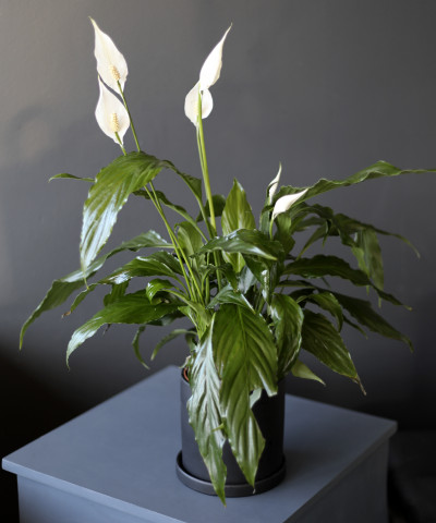 "Женское счастье" Спатифиллум d13/55