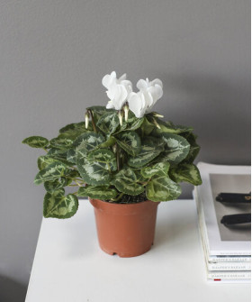 "Шарлотта" - Цикламен белый d12 h27