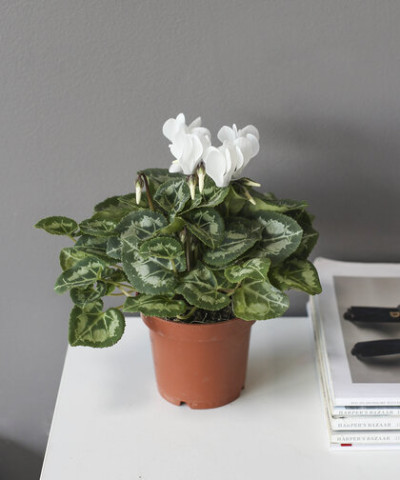 "Шарлотта" - Цикламен белый d12 h27