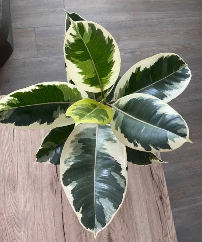 Фикус Эластика Тинеке 14/40см