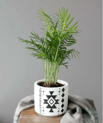 "Ванесса" - Хамедорея Элеганс d12 h50