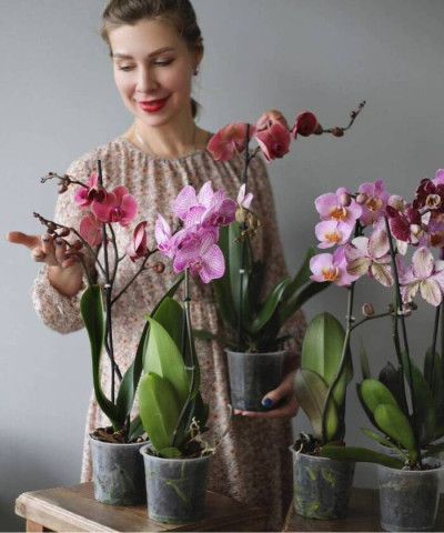 Орхидея Фаленопсис 1 ст.