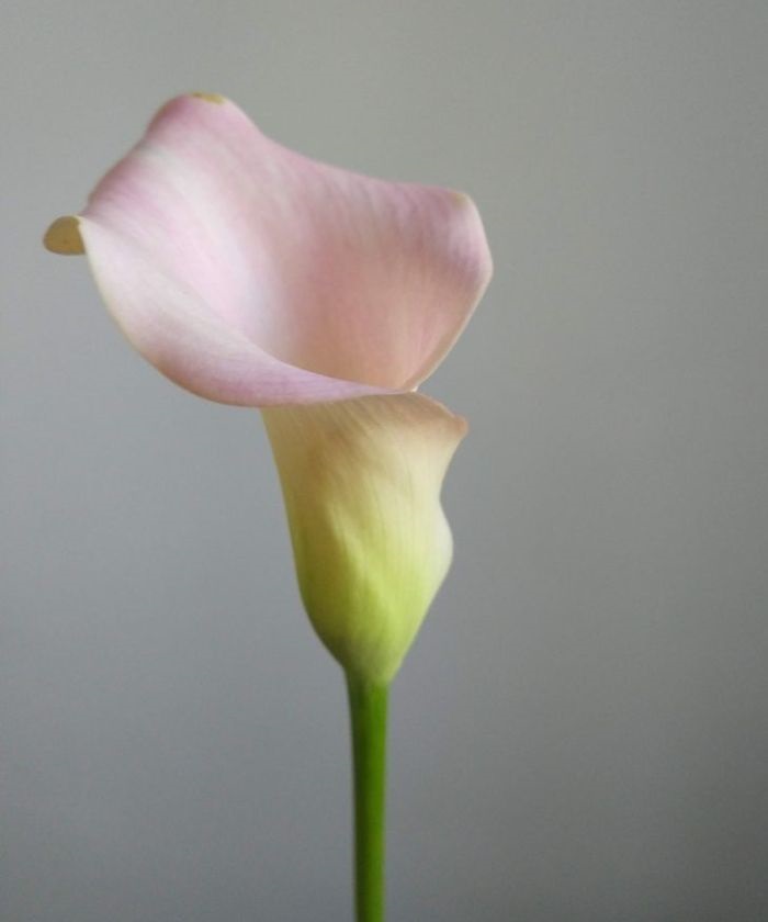 Калла Свит, нежно-розовая, поштучно