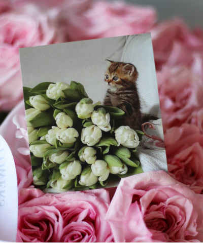 "Котёнок" открытка