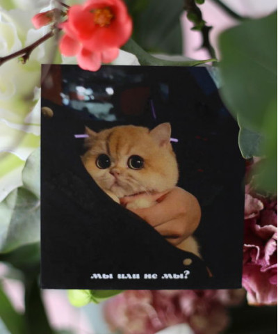 "Мы или не мы?" открытка