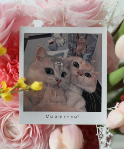 "Мы или не мы?" открытка