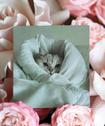 "Котик в одеяле" открытка