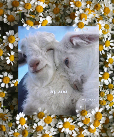 "Ну мы. Ты коза" Открытка