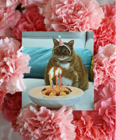 "Торт и кот" открытка