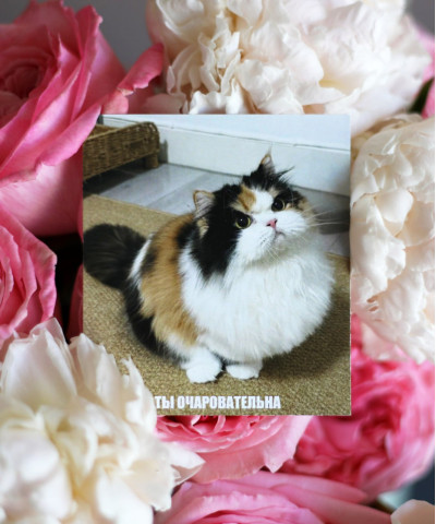  "Ты очаровательна" Открытка